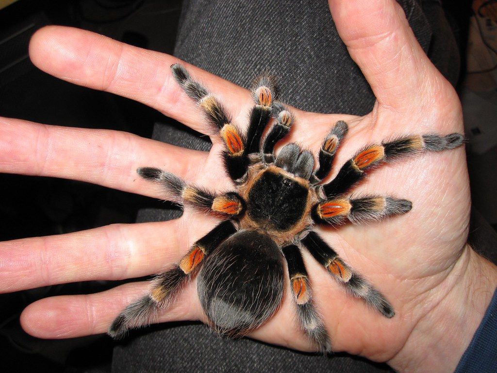 Brachypelma hamorii